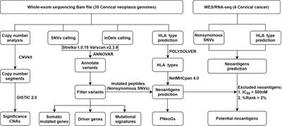 Identifying Potential Neoantigens for Cervical Cancer Immunotherapy Using Comprehensive Genomic Variation Profiling of Cervical Intraepithelial Neoplasia and Cervical Cancer